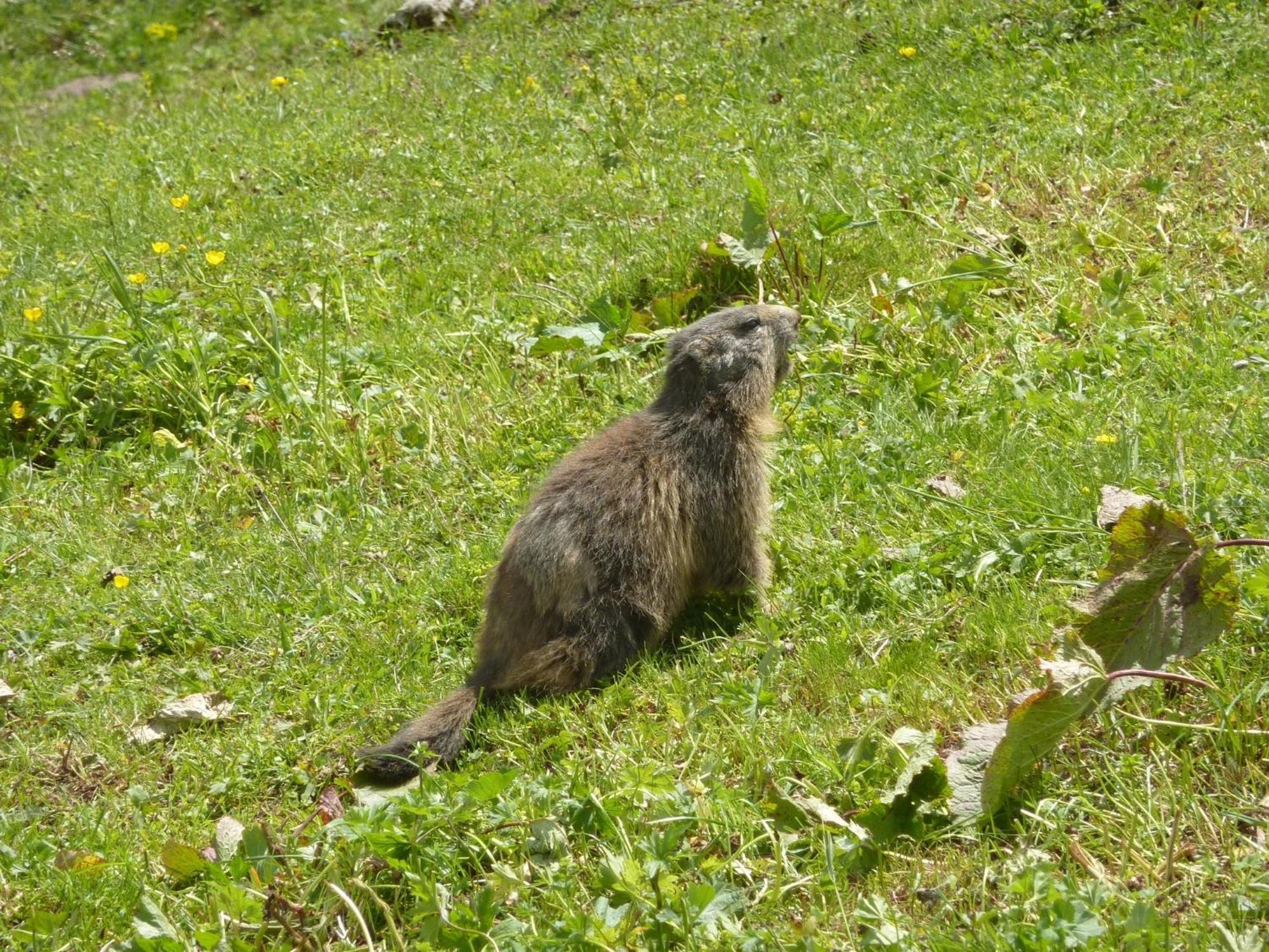Les Glieres - Champagny-En-Vanoise La Plagne Exterior foto